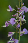 Nakedflower ticktrefoil